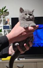 Lief en speels britse korthaar kittens, Plusieurs animaux, Avec pedigree, 0 à 2 ans