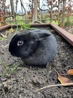 Lief en tam vrouwtje konijn, Dieren en Toebehoren, Vrouwelijk, Middelgroot, 0 tot 2 jaar