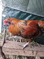 4 zeer mooie hanen te koop of te ruil met legkippen, Dieren en Toebehoren, Pluimvee, Mannelijk, Kip