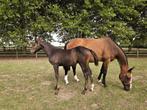 Teach Me d’Ernest  - hengstveulen, Dieren en Toebehoren, Paarden, Springpaard, Gechipt, 0 tot 2 jaar, Hengst