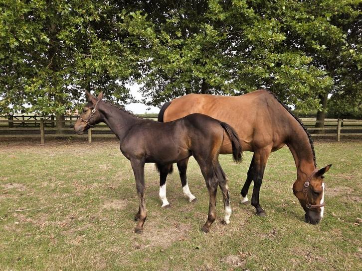 Teach Me d’Ernest  - hengstveulen, Dieren en Toebehoren, Paarden, Hengst, Onbeleerd, 165 tot 170 cm, 0 tot 2 jaar, Springpaard
