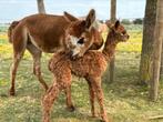 Alpaca drachtige merrie + merrie veulen, Juli, Meerdere dieren