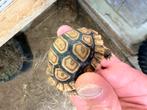 Tortue pardalis babcoki, Animaux & Accessoires, Tortue