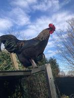 Haan, Dieren en Toebehoren, Mannelijk, Kip