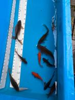 12 vijvervissen (bijna gratis), Dieren en Toebehoren, Vissen | Vijvervissen, Overige soorten