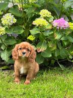 Chiots Cavalier King Charles, 15 semaines à 1 an, Étranger, Parvovirose, Chienne