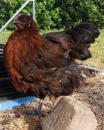 6 jonge hennen Orpington/ Orpington - Rhode island red