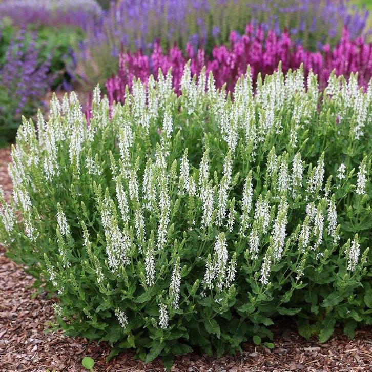 Salvia 'Shneehugel', Tuin en Terras, Planten | Tuinplanten, Vaste plant, Bodembedekkers, Volle zon, Zomer, Ophalen