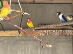 Te koop 2 poppen en één man agapornis roseicollis 2025., Dieren en Toebehoren, Vogels | Parkieten en Papegaaien, Meerdere dieren