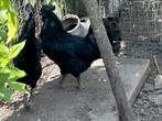 Ayam cemani hanen, Dieren en Toebehoren