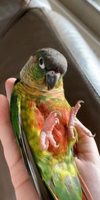 Pyrrhura super tam, Dieren en Toebehoren, Vogels | Parkieten en Papegaaien, Vrouwelijk, Parkiet, Tam