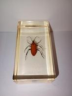 insect in epoxy hars 01, Verzamelen, Dierenverzamelingen, Ophalen of Verzenden, Zo goed als nieuw, Insect, Opgezet dier