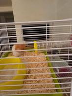 Hamstertje te koop, Dieren en Toebehoren, Knaagdieren, Hamster, April, Vrouwelijk, Tam