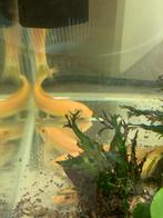 6 siamese algeneters gold, Vis, Zoetwatervis