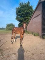 Merrie 2,5 jaar uit topstam, Dieren en Toebehoren, Paarden, Merrie, Springpaard