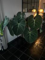Philodendron Gloriosum (verrucosum × melanochrysum), Huis en Inrichting, Kamerplanten, Ophalen, In pot