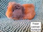 Cavia castraten uit Asiel, Dieren en Toebehoren, Cavia