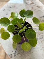 Plante verte pour intérieur, Ophalen, Overige soorten, In pot, Minder dan 100 cm