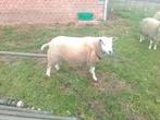 Dekram, Dieren en Toebehoren, Schapen, Geiten en Varkens, Mannelijk, Schaap, 0 tot 2 jaar