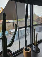 cactussen, Huis en Inrichting, Kamerplanten, Ophalen, 200 cm of meer, Cactus, Volle zon