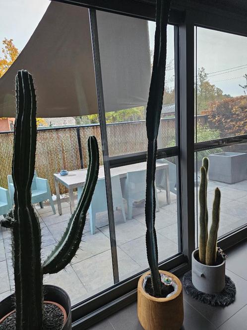 2 cactussen, Huis en Inrichting, Kamerplanten, Cactus, 200 cm of meer, Groene kamerplant, Volle zon, In pot, Ophalen