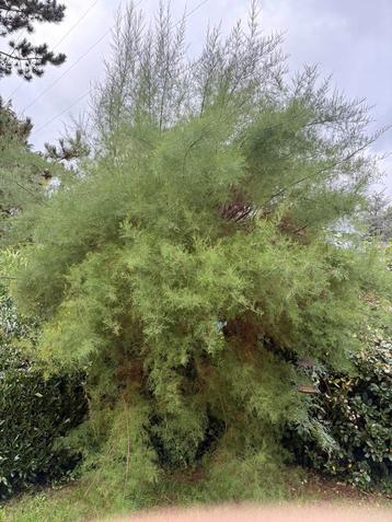 Entretien, création et aménagement de vos terrains, jardin  beschikbaar voor biedingen