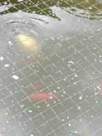 3 Japanse kois, 2 Israëlische kois, 100tal goudvissen, Dieren en Toebehoren, Karper of Koi