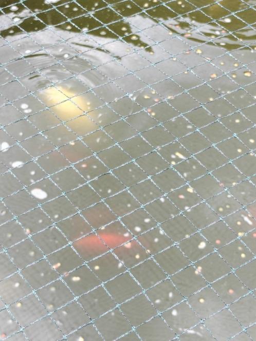 3 Japanse kois, 2 Israëlische kois, 100tal goudvissen, Dieren en Toebehoren, Vissen | Vijvervissen, Karper of Koi