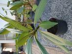 Plumeria, Tuin en Terras, Planten | Tuinplanten, Ophalen