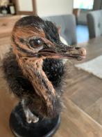 Taxidermie struisvogel kuiken, Verzamelen, Ophalen, Vogel, Opgezet dier