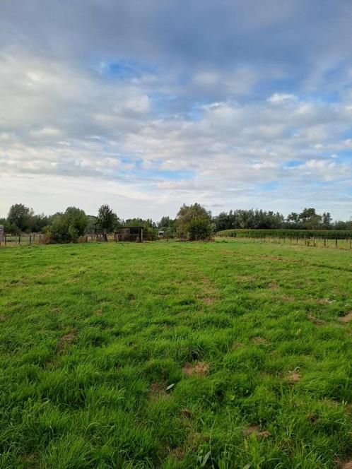 Weide te Laarne, Immo, Gronden en Bouwgronden, 1500 m² of meer