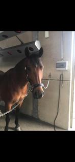 Liefste pony, Dieren en Toebehoren, Paarden, Gechipt, Minder dan 160 cm, Ruin, Niet van toepassing