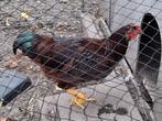 Jonge hanen Rhode Island Red . 4 maanden oud.