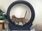 Looprad voor katten - Petlux V2, Dieren en Toebehoren, Katten-accessoires, Ophalen, Nieuw