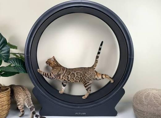 Looprad voor katten - Petlux V2, Dieren en Toebehoren, Katten-accessoires, Nieuw, Ophalen