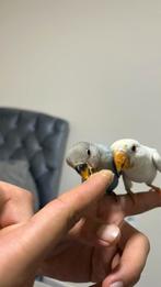 Dwergpapegaai te koop super tam alleen blauwe witte niet, Dieren en Toebehoren, Vogels | Parkieten en Papegaaien, Tam