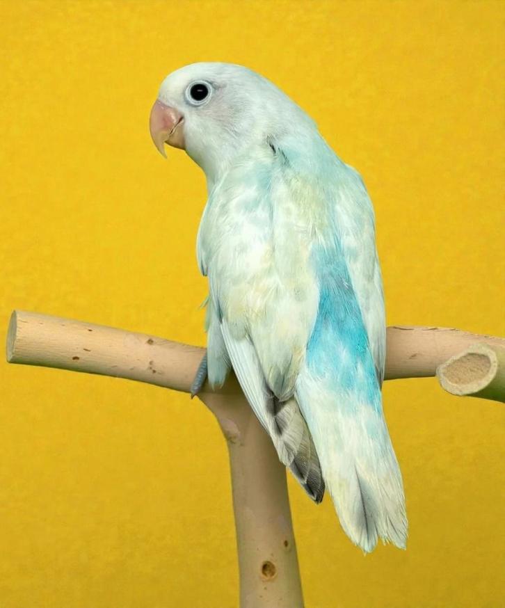 Jeunes inséparables EAM-Livraison possible, Animaux & Accessoires, Oiseaux | Perruches & Perroquets, Sexe inconnu, Domestique