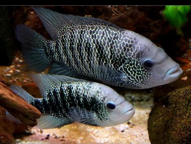 Schitterend zeldzaam kweekkoppel cichliden., Dieren en Toebehoren, Vissen | Aquariumvissen, Zoetwatervis, Vis