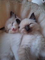 Ragdoll kittens, Dieren en Toebehoren, Gechipt