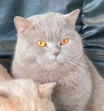 Dekkater brits korthaar (bloedgroep B), Dieren en Toebehoren, Katten en Kittens | Raskatten | Korthaar, Kater, Met stamboom, 3 tot 5 jaar