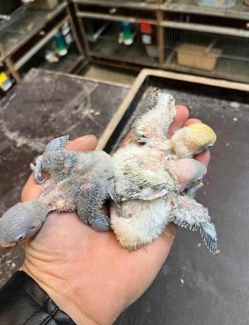 Handtamme dwergpapegaaien beschikbaar voor biedingen