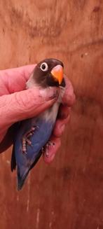 Personata jong violet