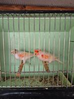 Rood mozaïek kanaries, Dieren en Toebehoren, Meerdere dieren, Kleurkanarie