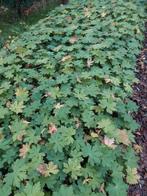 HERFSTPROMO - sterke bodembedekker geranium macrorrhizum, Ophalen