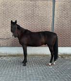 5 jarige springruin, Dieren en Toebehoren, Paarden, Springpaard, B, Gechipt, Ruin