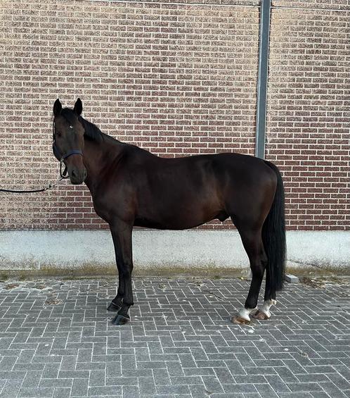 5 jarige springruin, Dieren en Toebehoren, Paarden, Ruin, B, 160 tot 165 cm, 3 tot 6 jaar, Springpaard, Met stamboom, Gechipt