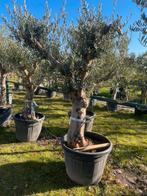 Olijfbomen olea europaea!, Tuin en Terras, Planten | Bomen, Ophalen of Verzenden