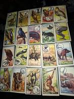 78 prenten uitgebracht door Kwatta zoologie, Verzamelen, Foto's en Prenten, Gebruikt, Ophalen of Verzenden, 1940 tot 1960, Dier