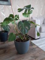 Kamerplant(Monstera), Huis en Inrichting, Kamerplanten, Overige soorten, 100 tot 150 cm, Halfschaduw, In pot