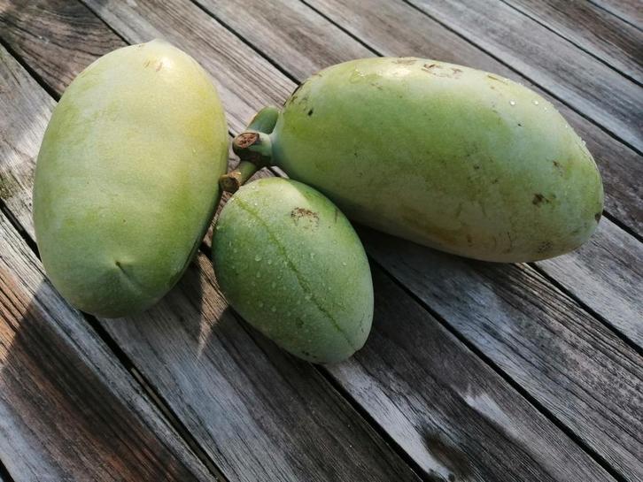 Bio Pawpaw vruchten, Diversen, Levensmiddelen, Ophalen of Verzenden